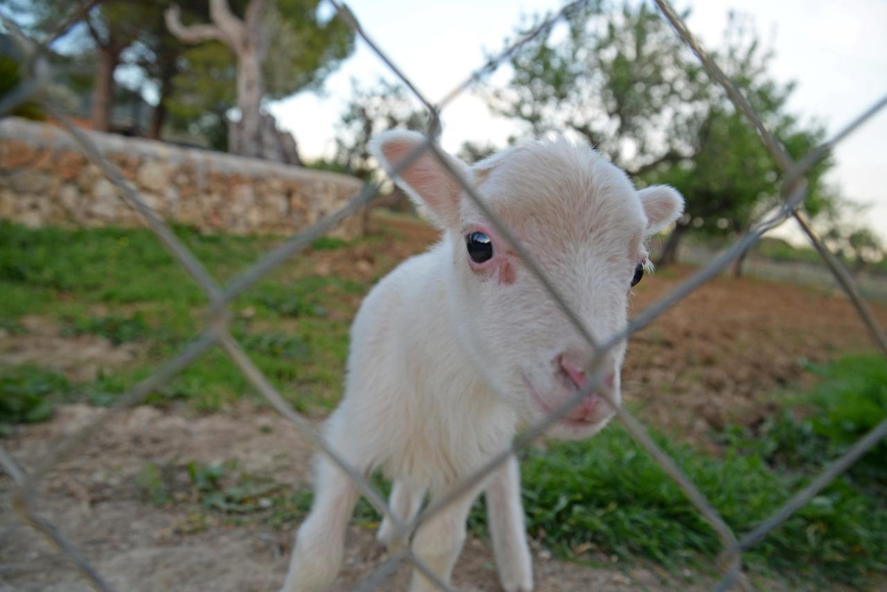 Finca - Agroturisme Sa Parellada Binibona Exterior foto